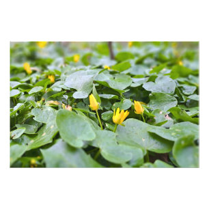 Waldwildblumen – Botanische Naturfotografie Fotodruck