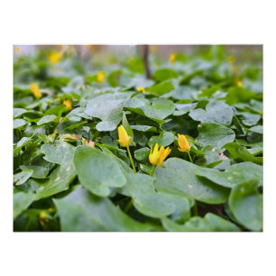 Waldwildblumen – Botanische Naturfotografie Poster