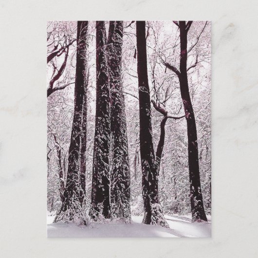 WALDWOODS SNOWWY WINTER SCENERY POSTKARTE (Vorderseite)