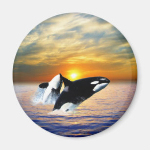 Wale am Sonnenuntergang Magnet