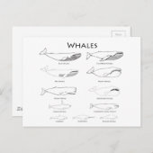 Wale (Illustrationen für Linien) Postkarte (Vorne/Hinten)
