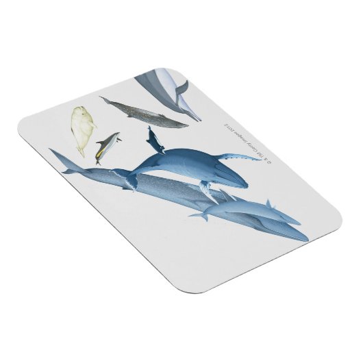 Wale Magnet (Rechte Seite)