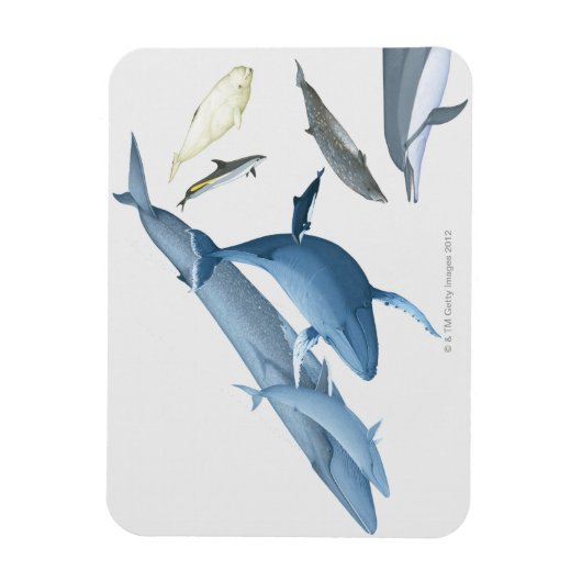 Wale Magnet (Vertikal)