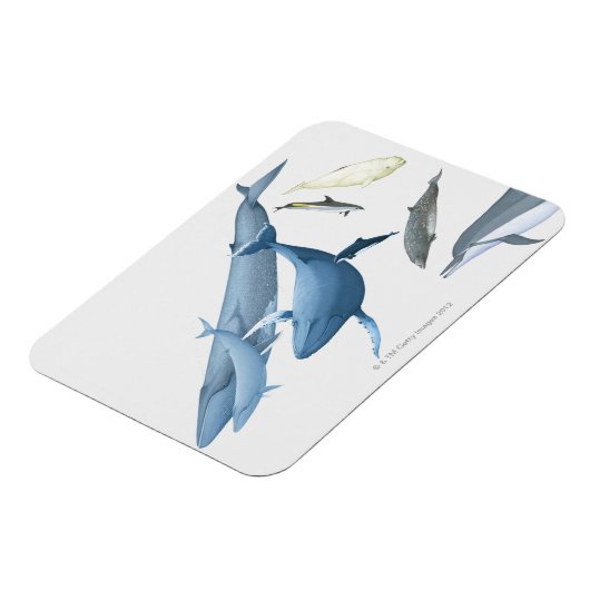 Wale Magnet (Linke Seite)