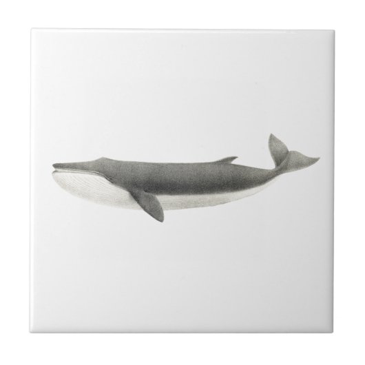 "WALE" MEERESWELT KERAMIK TITEL FLIESE (Vorderseite)