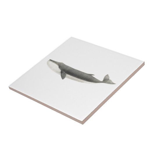 "WALE" MEERESWELT KERAMIK TITEL FLIESE (Seite)