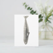 "WALE" MEERESWELT POSTCARD POSTKARTE (Stehend Vorderseite)