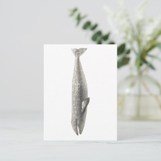 "WALE" MEERESWELT POSTCARD POSTKARTE (Stehend Vorderseite)