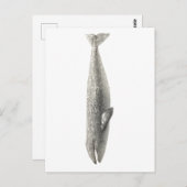 "WALE" MEERESWELT POSTCARD POSTKARTE (Vorne/Hinten)