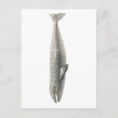 "WALE" MEERESWELT POSTCARD POSTKARTE (Vorderseite)