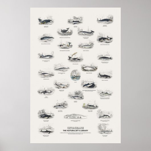 Wale - Naturalist's Library Poster (Vorne)