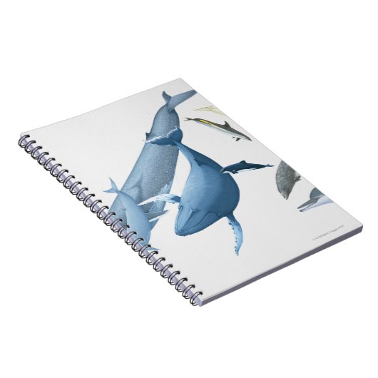 Wale Notizblock (Rechte Seite)