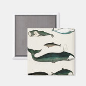 Wale Ocean Sea Water Orca Magnet (Vorderseite/Rückseite)