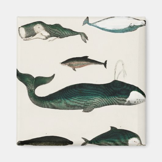 Wale Ocean Sea Water Orca Magnet (Vorne)