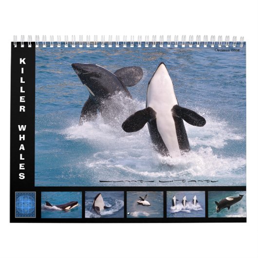 Wale (Orcinus orca) für 12 Monate Kalender (Titelbild)