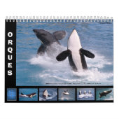 Wale (Orcinus orca) für 12 Monate Kalender (Titelbild)