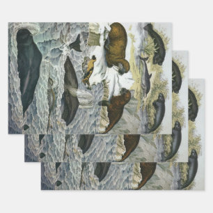 Wale, Robben und Walrosse, Vintage Meereslebewesen Geschenkpapier Set