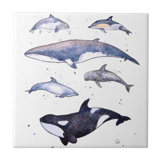 Wale und Delphine von Schottland Fliese (Vorderseite)