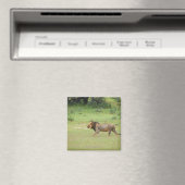 Walfang, Löwe, Panthera leo, Kgalagadi Magnet (In Situ (Geschirrspüler))