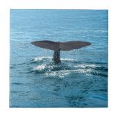 Walflosse Fliese (Vorderseite)