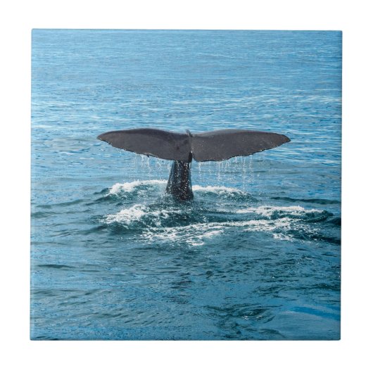 Walflosse Fliese (Vorderseite)