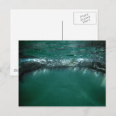 Walhai, Isla Holbox, Mexiko Postkarte (Vorne/Hinten)