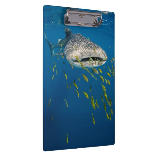 Walhai mit Fisch, Indonesien Klemmbrett (Rechts)