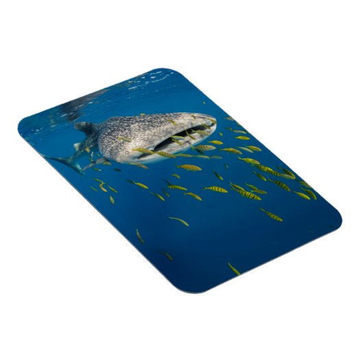 Walhai mit Fisch, Indonesien Magnet (Rechte Seite)