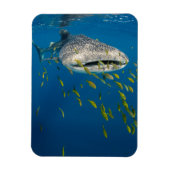 Walhai mit Fisch, Indonesien Magnet (Vertikal)