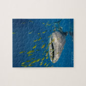 Walhai mit Fisch, Indonesien Puzzle (Horizontal)