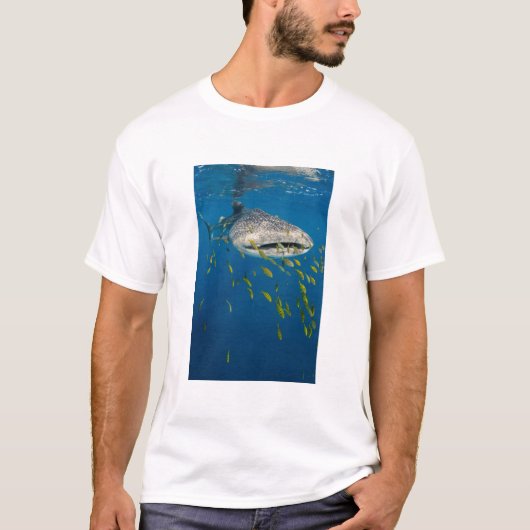Walhai mit Fisch, Indonesien T-Shirt (Vorderseite)
