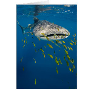 Walhai mit Fischen, Indonesien