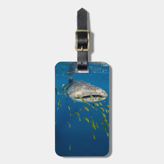 Walhai mit Fischen, Indonesien Gepäckanhänger (Vorderseite vertikal)