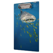 Walhai mit Fischen, Indonesien Klemmbrett (Links)