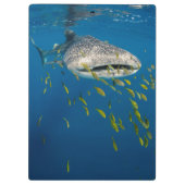 Walhai mit Fischen, Indonesien Klemmbrett (Rückseite)