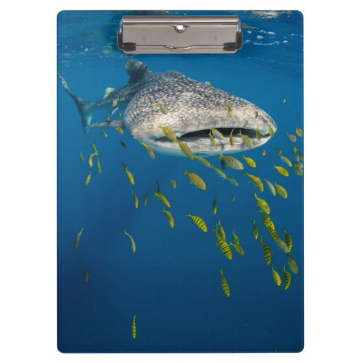 Walhai mit Fischen, Indonesien Klemmbrett (Vorderseite)