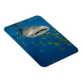 Walhai mit Fischen, Indonesien Magnet (Rechte Seite)