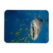 Walhai mit Fischen, Indonesien Magnet (Horizontal)