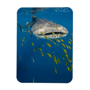 Walhai mit Fischen, Indonesien Magnet