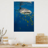 Walhai mit Fischen, Indonesien Poster (Küche)