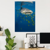Walhai mit Fischen, Indonesien Poster (Heimbüro)