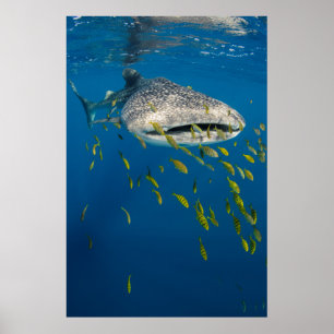 Walhai mit Fischen, Indonesien Poster