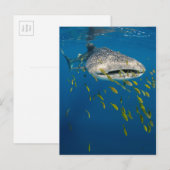 Walhai mit Fischen, Indonesien Postkarte (Vorne/Hinten)