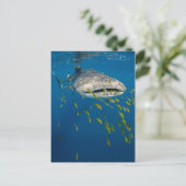 Walhai mit Fischen, Indonesien Postkarte (Stehend Vorderseite)