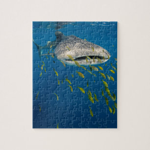 Walhai mit Fischen, Indonesien Puzzle