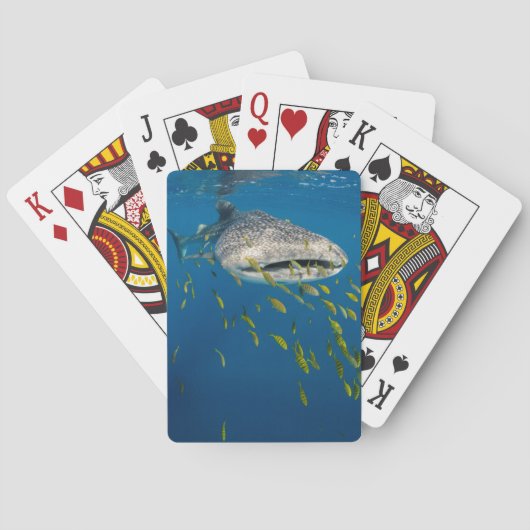 Walhai mit Fischen, Indonesien Spielkarten (Rückseite)