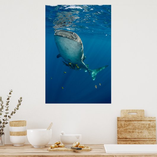 Walhai Poster (Küche)