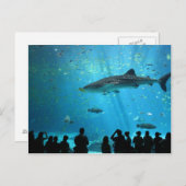 Walhai Postkarte (Vorne/Hinten)