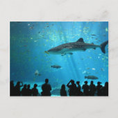 Walhai Postkarte (Vorderseite)