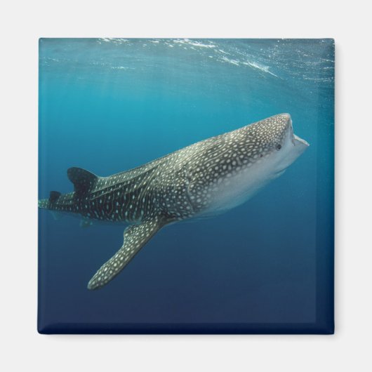 Walhai Schwimmen Magnet (Vorne)